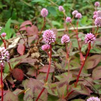 Persicaria capitata (Buch.-Ham. ex D.Don) H.Gross